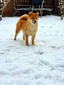 picture of dog