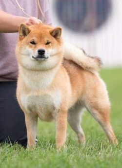picture of dog