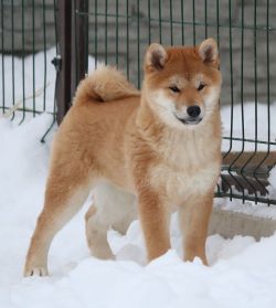 picture of dog