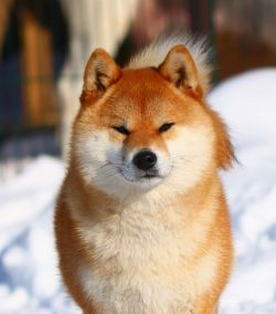 picture of dog