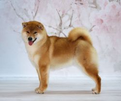 picture of dog