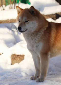 picture of dog