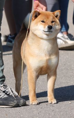 picture of dog