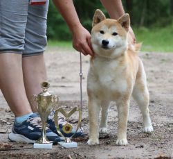 picture of dog