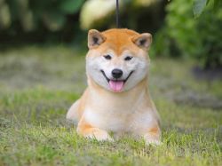 picture of dog