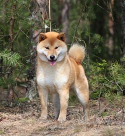 picture of dog