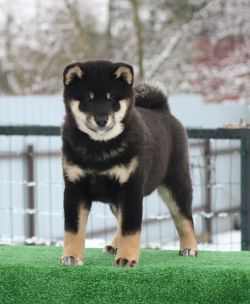 picture of dog