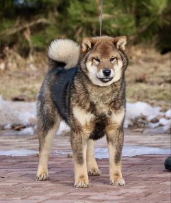 picture of dog