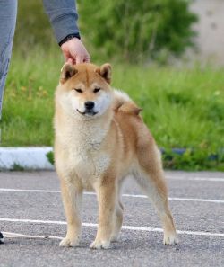 picture of dog