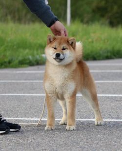 picture of dog