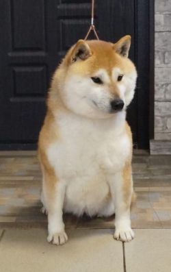picture of dog