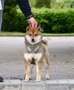 picture of dog