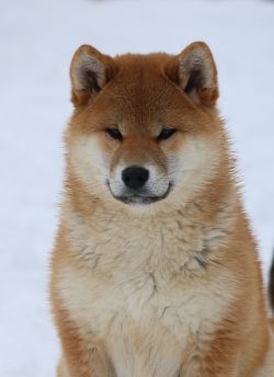 picture of dog