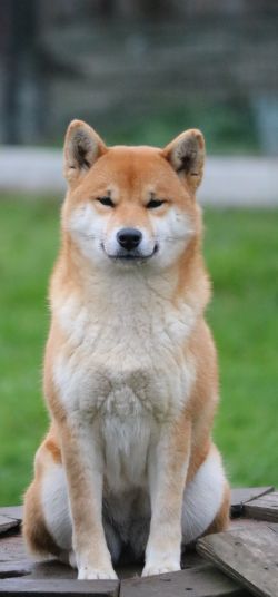 picture of dog