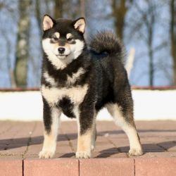 picture of dog