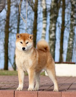 picture of dog