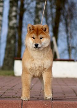 picture of dog