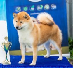 picture of dog