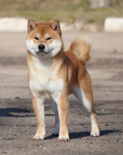 picture of dog