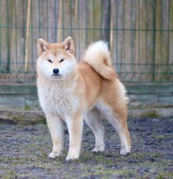 picture of dog