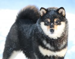 picture of dog