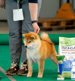 picture of dog