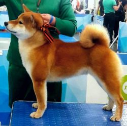 picture of dog