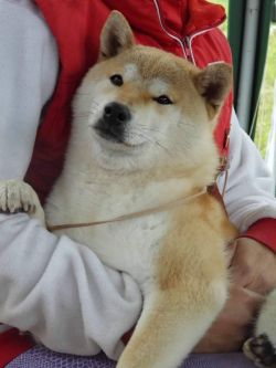 picture of dog