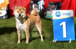 picture of dog