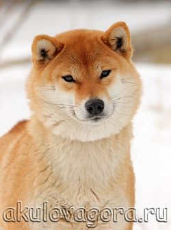 picture of dog