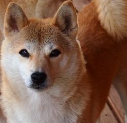picture of dog