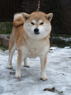 picture of dog