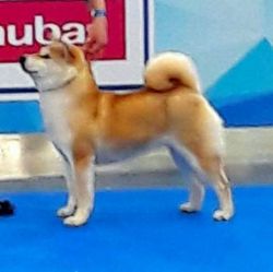 picture of dog