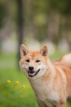 picture of dog