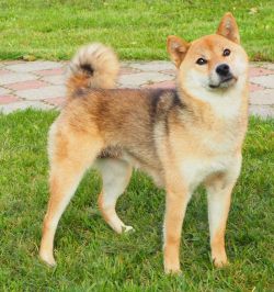 picture of dog