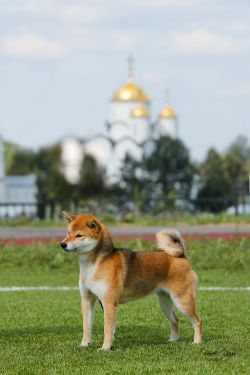 picture of dog
