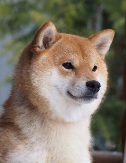 picture of dog