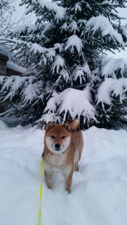 picture of dog