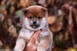 picture of dog