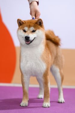 picture of dog