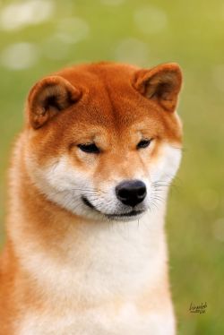 picture of dog
