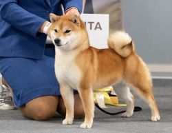 picture of dog