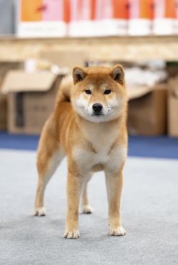 picture of dog