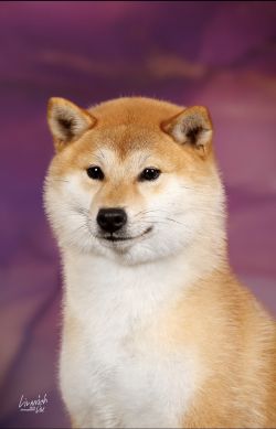 picture of dog