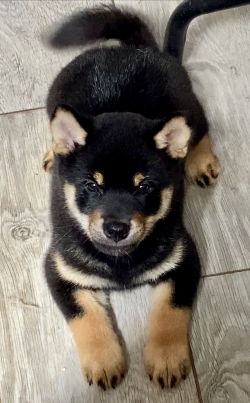 picture of dog