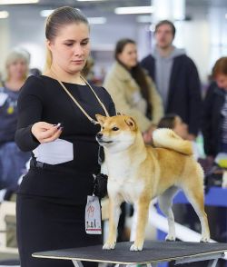 picture of dog