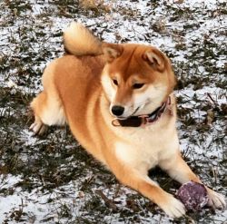 picture of dog