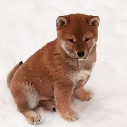 picture of dog