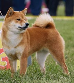picture of dog