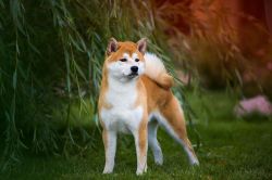 picture of dog